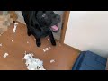 【大惨事】悪戯して怒られるラブラドールレトリバーの子犬 labrador puppy get angry