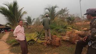 រាវប្លង់ត្រីធំដល់ចំបក់ | Fishing at Chambok Part II