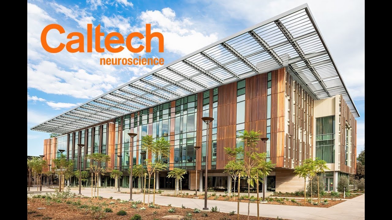 Study Neuroscience At Caltech Youtube