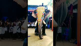 കുന്നത്തൂർ അമ്മയുടെ മാനസ പുത്രൻ kunnathur ramu#trendingshorts #elephant #aanayumpooravum #aanapranth