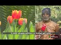 டெல்லியின் வண்ணத்தை மாற்றிய துலிப் மலர்கள் tulip flower ptt