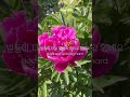 독일 꽃밭 작약 꽃꺾이 🌸🐝🐌 peony flower picking pfingstrosen blumen zum selbstschneiden flowers 꽃