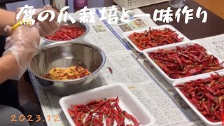 鷹の爪の収穫と一味作り