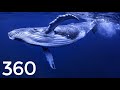 VR 360 Diving 🐟 Whale, Jellyfish & Turtles