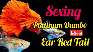 Sexing my Platinum Dumbo Ear Red Tail Guppy