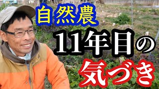 【自然農で野菜が育つ理由】無農薬･無施肥･不耕起･不除草の相互作用の話《自給農/家庭菜園/有機農法/有機栽培》