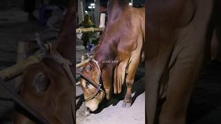 Qurbani Cow Haat | Gorur Haat | Biggest cow | বংশ মর্যাদাপূর্ণ গরু #giantcow #cowvideos