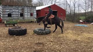 Jasper. Gaited John Mule for sale. 👍👍👍👍