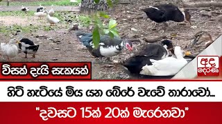 හිටි හැටියේ මිය යන බේරේ වැවේ තාරාවෝ... \