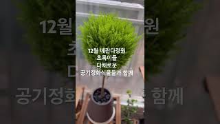 12월 베란다정원 새로운 공기정화식물들 정보 공유해요