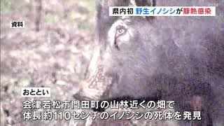 福島県内初　野生イノシシのＣＳＦ（豚熱）感染確認