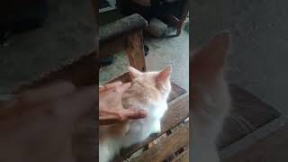 minta dipijat#youtubeshorts#catlovers#cats