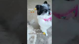 #น้องหมาสองขาน่ารัก🐕😻