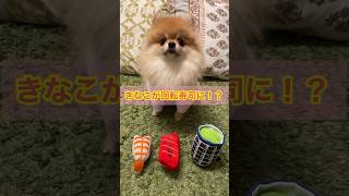 きなこだってお寿司を食べたい🍣　#pomeranian #ポメラニアン #小型犬 #癒し #きなこ #あごのせ #पोमेरेनियन #कुत्ता #お寿司