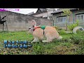 ウサギの外遊び動画【動物ファミリーの家】