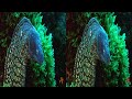 Underwater video of 2019 3D side by side