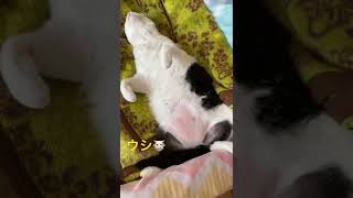 保護猫のお部屋🐾ピンクのお腹⤴️🐮👍💖