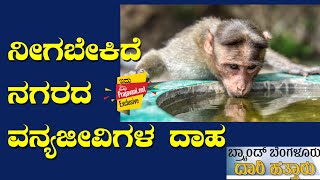 ಬೇಸಿಗೆಯ ಬೇಗೆ– ನೀಗಬೇಕಿದೆ ನಗರದ ವನ್ಯಜೀವಿಗಳ ದಾಹ