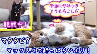 ＜2匹の猫通信＞ハッチとマックの「ほっこりライブ」マック久々の酔っぱらいぶり！めめちゃん観戦！ 2019 08 10　- Cat Live Stream in Japan - Cat Life TV