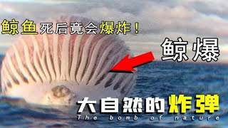 什么是“鲸爆”？为何“一鲸落万物生”，鲸爆就是自然的“生化武器”！