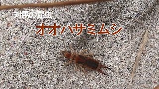 オオハサミムシ 140902