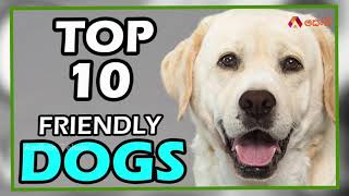 ఈజీగా మెయింటైన్ చేయ‌గ‌ల్గిన 10 పెట్ డాగ్స్ | Top 10 Family Friendly Dogs in India