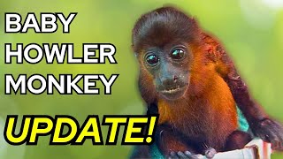 Baby Howler Monkey Rescue Update! 🐒 | Visiting Costa Rica’s Animal Sanctuary