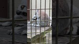 ワオキツネザル（輪尾狐猿、Lemur catta） Ring-tailed lemur