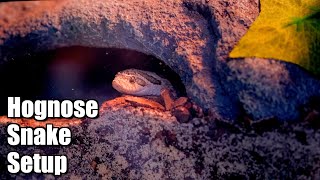 Hognose Snake Enclosure | Osiris Gets An Upgrade!