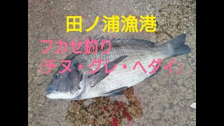 田ノ浦漁港　フカセ釣りで3魚種GET！！フィッシングマックス和歌山インター店＃和歌山釣果