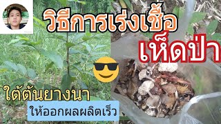 เร่งและเพิ่มปริมาณ #เชื้อเห็ดใต้ #ต้นยางนา ให้ออกผลผลิตเร็วโดยเฉพาะ#เห็ดระโงก