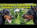 Grebek Peternakan Dobermann Top Dunia Tersembunyi Di Pedesaan - House Of Frankenburg