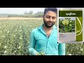 syngenta okra variety oh 517 winter season excellent performance