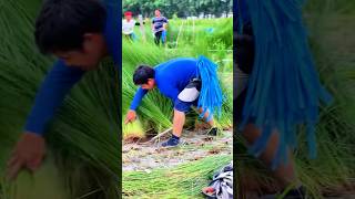 The process of harvesting reed grass | Working scene of laborers. #workers #agriculture #farming