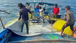 Bait ! Catching Needle Fishes | இறைக்காக ஊசி முரல் மீன்கள் பிடிக்கிறோம்