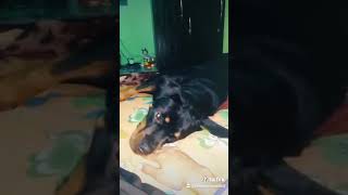 Roxy puppies Soon😍 || Roxy the Rottweiler || Review reloaded videos || #short #shorts