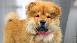Sweet And Adorable Chow Chow Puppy 🥹