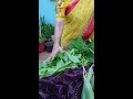 colourful vegetables from terrace garden madgardener. shorts shortvideos shorts gardening