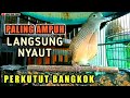 Pancingan perkutut bangkok SUARA BESAR MERDU.