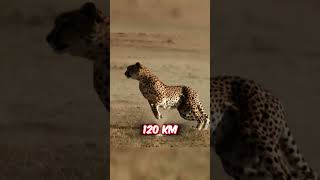 Why Cheetah Can't Exceed Their Top Speed