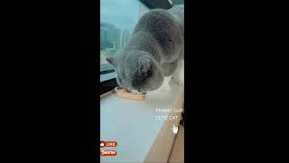 Cat Dance , Cute Cat  And Cat Lover #cat  #catlover  #catdance