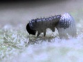 Monarch butterfly egg hatches into a caterpillar. Long version.