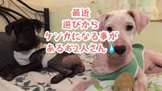 子犬たちの成長(^^)INフィリピンプエルトガレラ