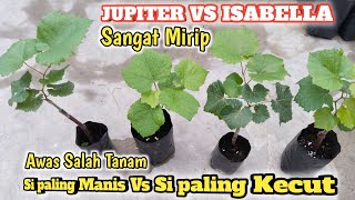 Awas Salah Tanam...Anggur Jupiter Vs Isabella Daun Hampir Sama Tapi Rasa Beda Jauh !!!