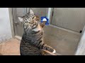 Cats are surely THE MASTERS of super INTELLIGENCE!!! 😊 Funny Cat Video 2024