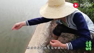 农村小伙用猪肝做诱饵，沿着鱼塘下满了甲鱼钩，这能钓到甲鱼吗？