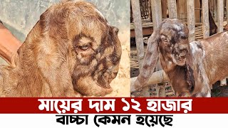 মায়ের দাম মাত্র ১২ হাজার বাচ্চা হয়ে কেমন দেখুন। তোতাপুরী ক্রসকে ১০০% তোতাপুরী পাঠা দিলে কেমন হবে