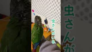 自己紹介③ 〜好きなこと〜【ウロコインコのみみちゃん】