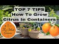 How To Grow Fruit Trees (CITRUS) In Containers | feat. FourWindsGrowers.com