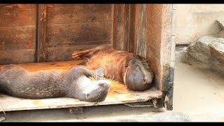 市川市動植物園　コツメカワウソのナナとマロン　2016/10/10